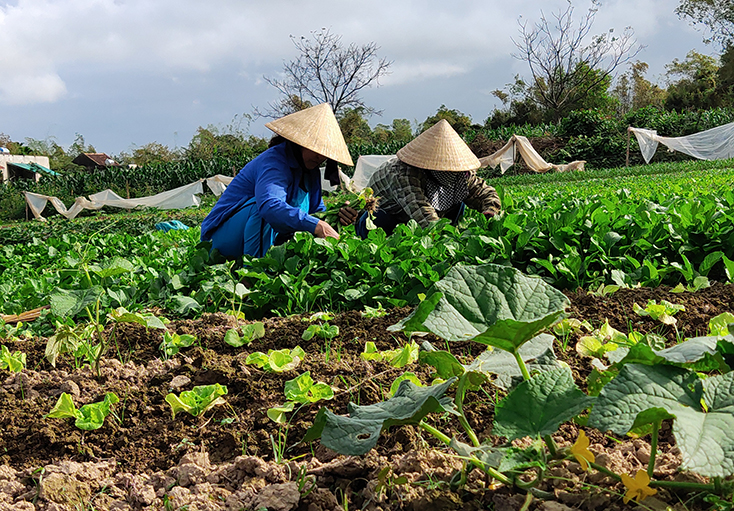   Với phương châm “mang vườn ra ruộng”, người dân xã Hiền Ninh tích cực chuyển đổi cơ cấu cây trồng cho năng suất cao. 