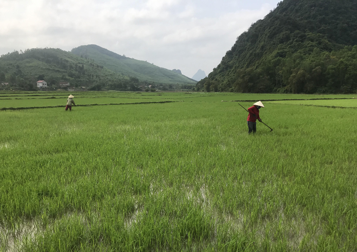 Bà con nông dân xã Hưng Trạch chăm sóc một số diện tích lúa bị bọ trĩ gây hại