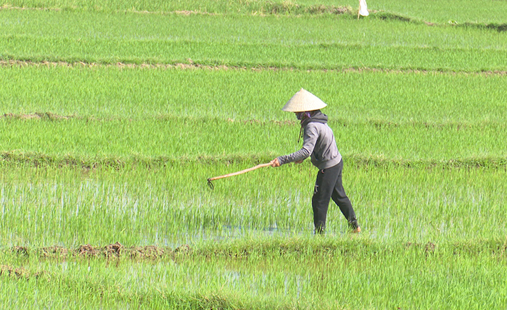 Nông dân thị xã Ba Đồn tập trung chăm sóc lúa đông-xuân. 