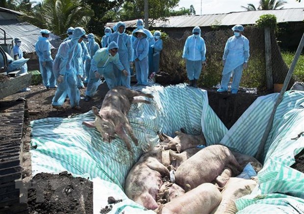 Tiêu hủy ổ dịch tả lợn châu Phi tại xã Tân Hiệp A, huyện Tân Hiệp (Kiên Giang). (Ảnh: TTXVN)