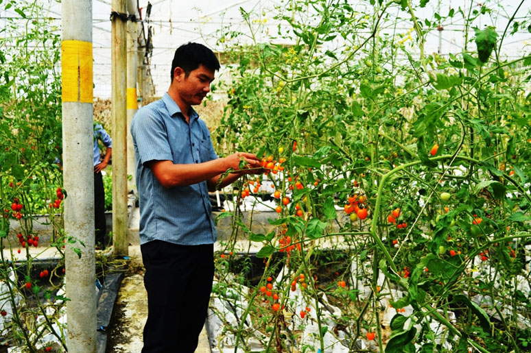 Ứng dụng công nghệ nhà màng để trồng cây cà chua của gia đình anh Dương Trí Quang ở xã Ngư Thủy Bắc (Lệ Thủy)