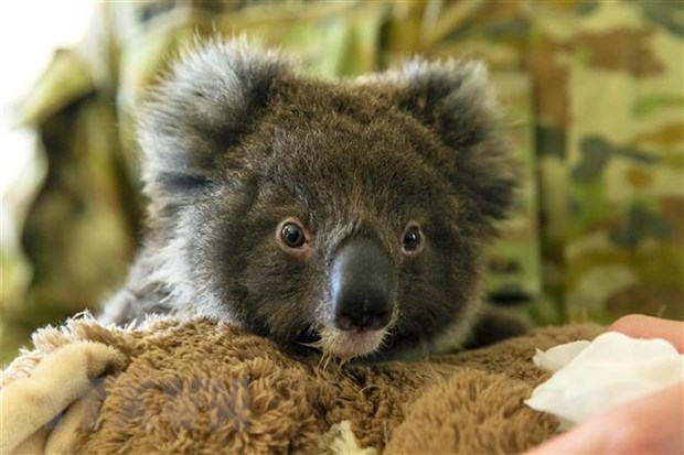 Gấu túi được chăm sóc sau khi được cứu khỏi đám cháy rừng tại Kingscote, Australia, ngày 7/1/2020. (Ảnh: AFP/ TTXVN)
