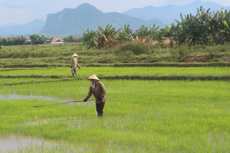 Nông dân huyện Quảng Ninh chăm sóc lúa vụ đông xuân.