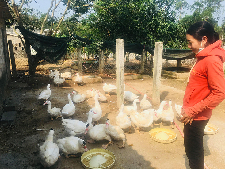 Trang trại gia đình chị Nguyễn Thị Hoa mang lại thu nhập từ 300-350 triệu đồng/năm. 