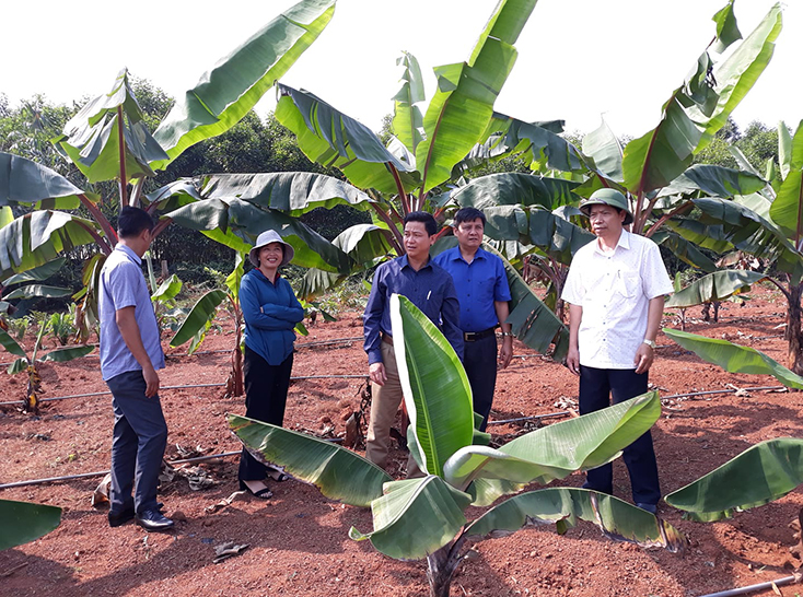  Hội Nông dân huyện Lệ Thủy kiểm tra mô hình trồng chuối đỏ ở xã Dương Thủy. 