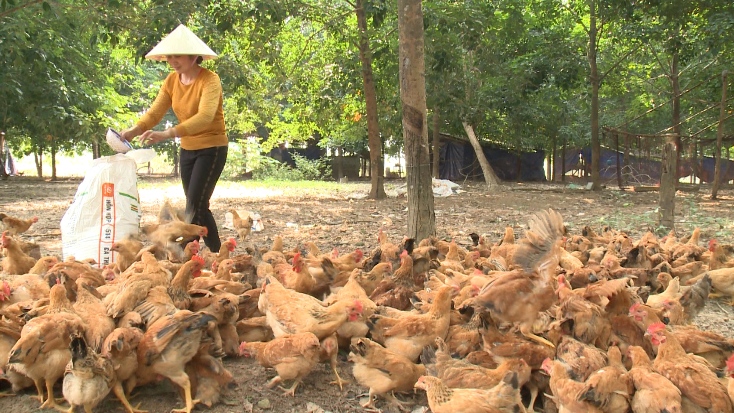 Các giống gà mới chất lượng cao được người dân huyện Bố Trạch ưu tiên đưa vào chăn nuôi, mở rộng quy mô.