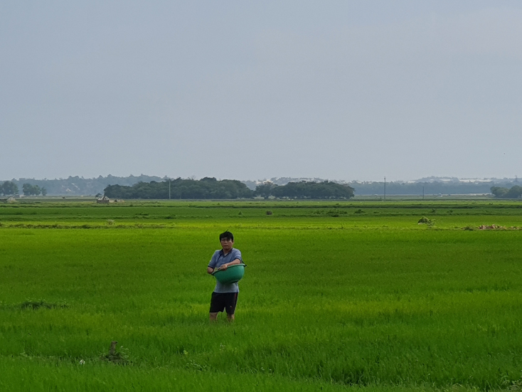 Bà con nông dân huyện Lệ Thủy đang chăm sóc lúa vụ đông-xuân