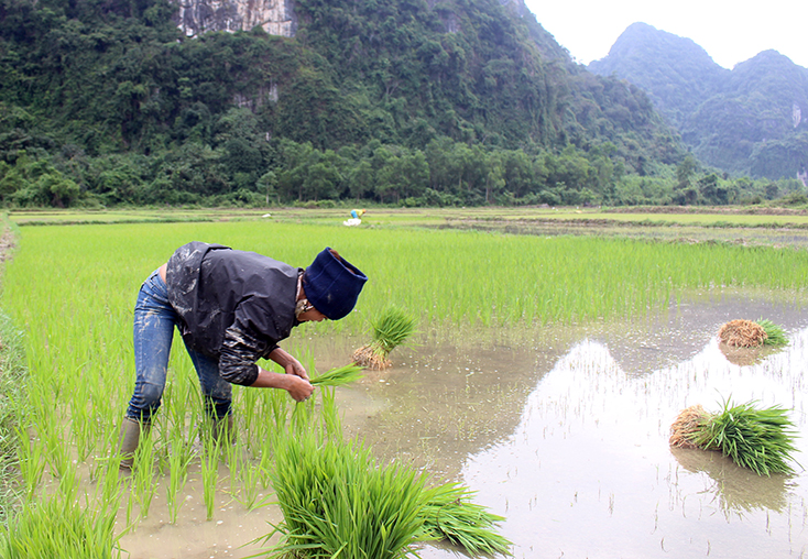 Đồng bào Vân Kiều bản Khe Ngang gắn bó với cây lúa nước từ nhiều năm nay. 