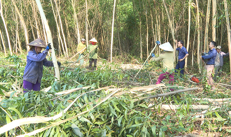  Năm 2019, Quảng Trạch khai thác được trên 26 nghìn m3 gỗ rừng trồng. 