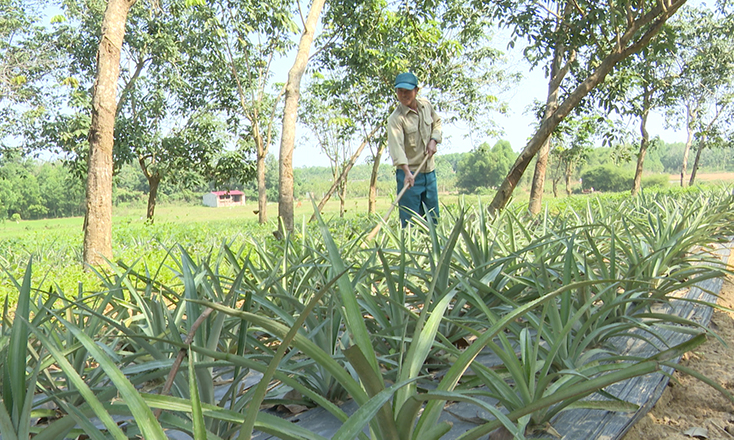 Với hiệu quả kinh tế cao của cây dứa, năm 2020, ông Võ Văn Niên tăng diện tích trồng dứa nguyên liệu lên gấp đôi so với năm 2019 