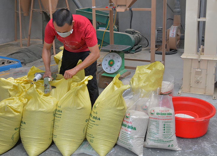 Sản phẩm gạo sạch của HTX sản xuất và chế biến nông sản sạch Quảng Hòa được sản xuất theo quy trình canh tác lúa cải tiến.