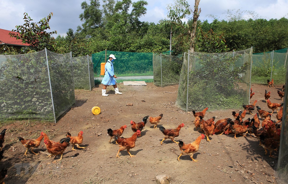 Phun thuốc tiêu độc khử trùng tại một trang trại chăn nuôi gà trên địa bàn thị xã Hương Thủy. (Ảnh: Hồ Cầu/TTXVN)