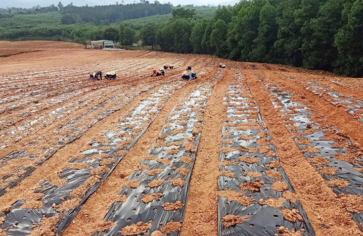  Công ty Nông nghiệp xanh ở Sơn Lộc hoàn tất việc xuống giống 9ha sâm Bố Chính. 