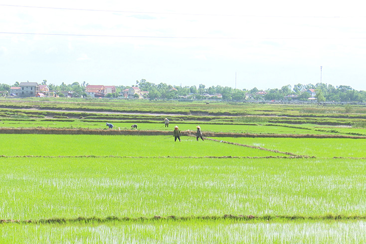  Cây lúa Ba Đồn đang đứng trước cơ hội nâng tầm giá trị với hướng sản xuất hữu cơ. 