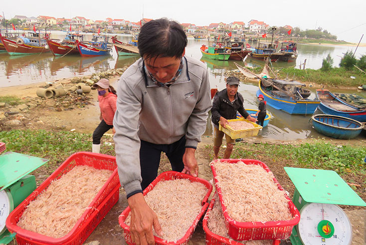 Ngư dân Quảng Bình trúng được mùa ruốc biển
