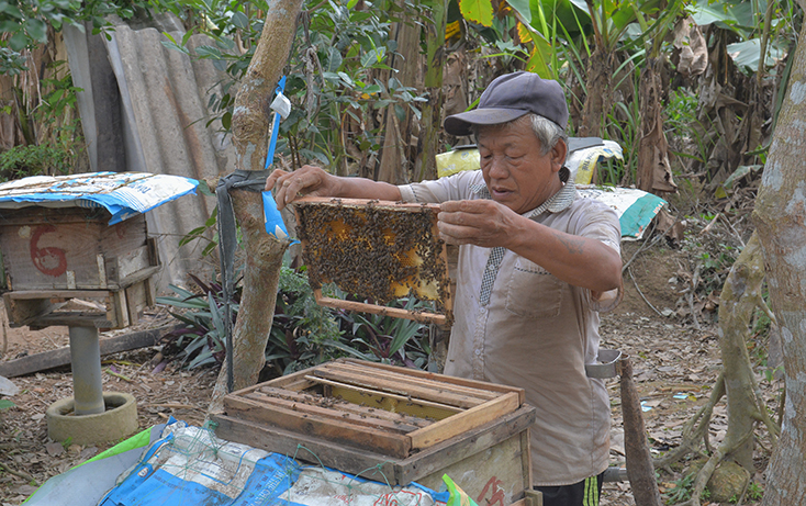 Từ nguồn vốn vay ưu đãi, ông Hà Văn Bàng (xã Vĩnh Ninh) đã phát triển mô hình nuôi ong lấy mật đem lại thu nhập ổn định. 