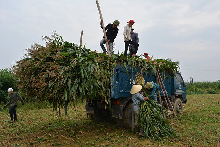 Thu hoạch ngô sinh khối ở xã Nam Trạch.