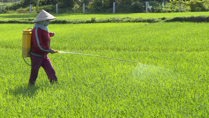 Người dân huyện Lệ Thủy đang phun thuốc phòng trừ bệnh đạo ôn trên lúa