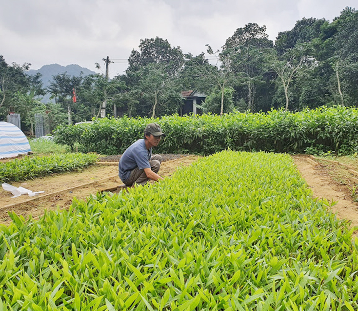 Ông Nguyễn Thắng Cảnh, ở thôn 3, xã Xuân Trạch chăm sóc vườn ươm giống của gia đình