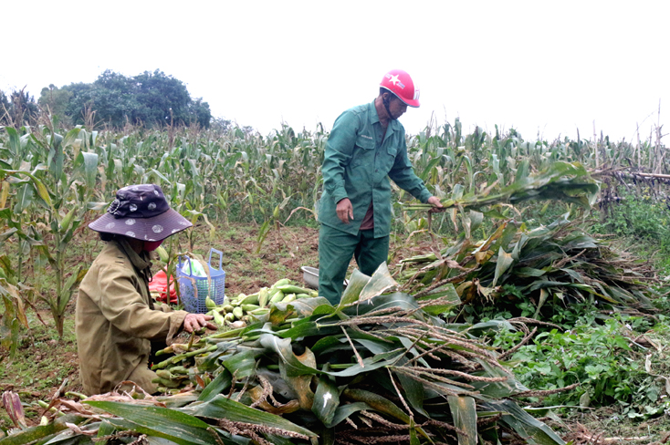 Các mô hình đa dạng hóa sinh kế góp phần nâng cao thu nhập cho người dân.