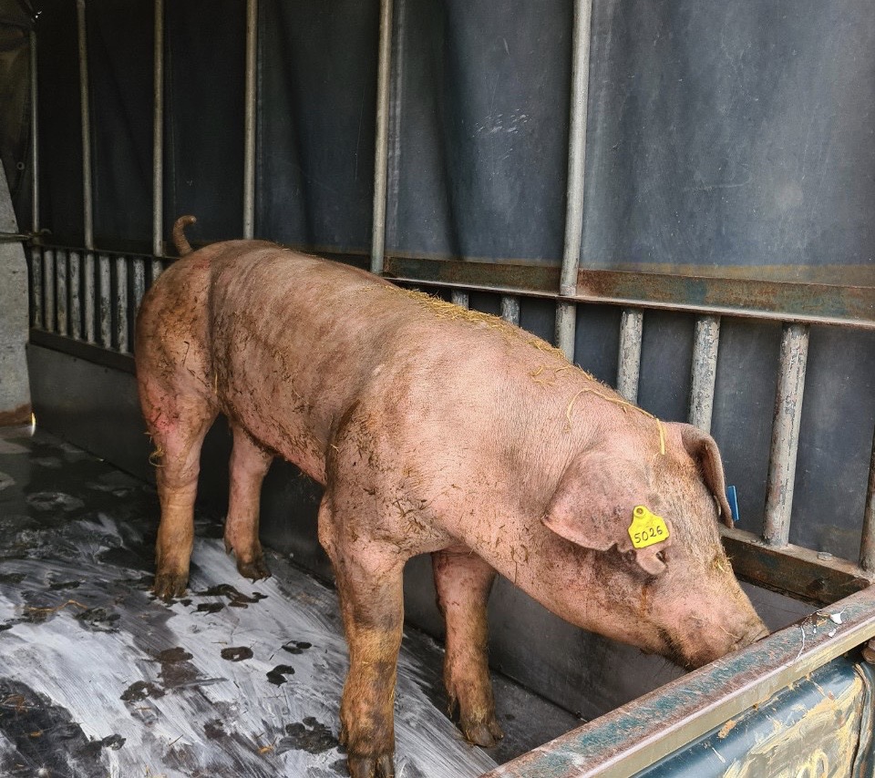 Chi Cục chăn nuôi và thú y đã tiếp nhận 5 con lợn đực giống hỗ trợ người dân góp phần tái đàn lợn an toàn, hiệu quả. ​