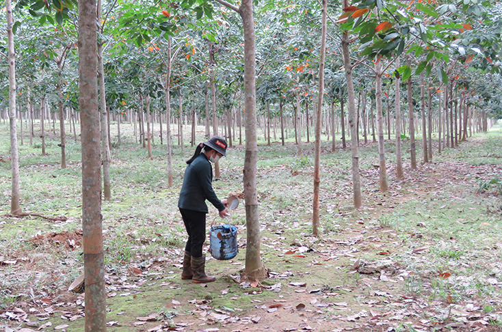 Công nhân thu hoạch mủ trên cánh rừng cao su được Công ty trồng mới vào năm 2014 từ diện tích rừng bị cơn bão số 10 (năm 2013) tàn phá. 