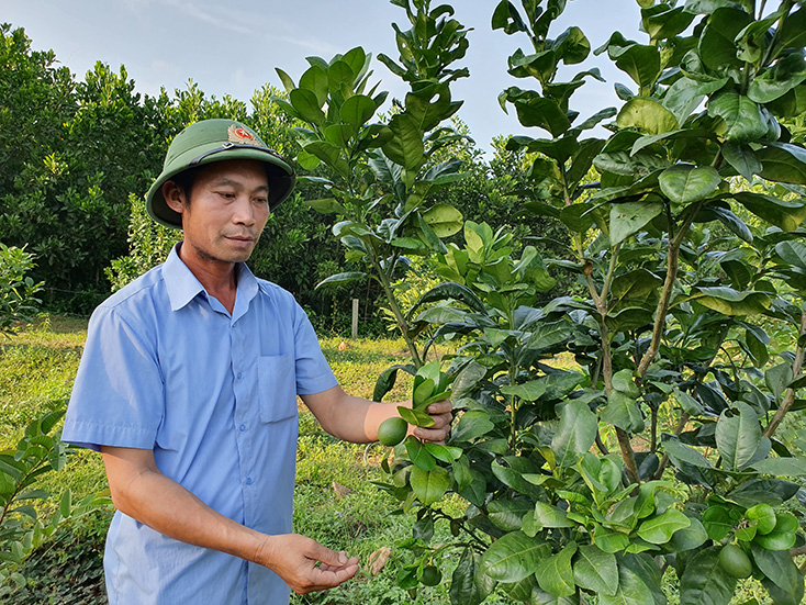 Một mô hình chuyển đổi đất trồng rừng sang trồng cam ở xã Trường Thủy chuẩn bị cho thu hoạch 