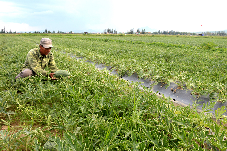 Dưa hấu là một trong những cây trồng chuyển đổi mang lại hiệu quả kinh tế cho nông dân Quảng Ninh. 