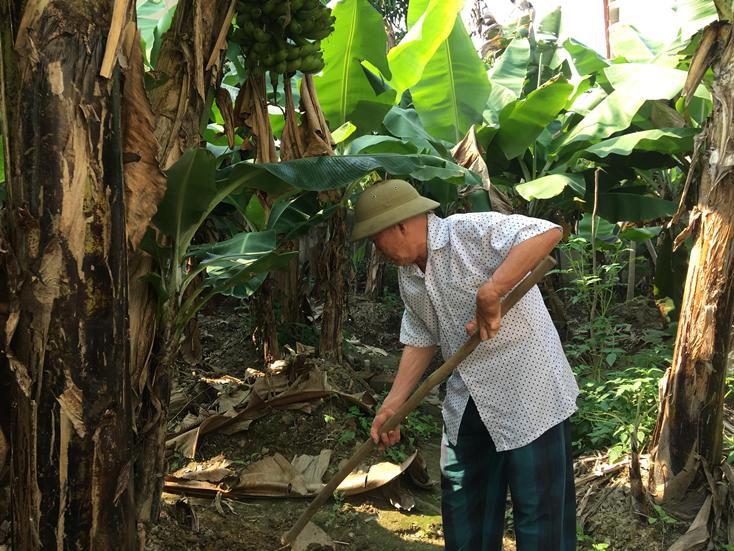   Mặc dù tuổi đã cao, nhưng thương binh Mai Xuân Dương vẫn hăng hái tham gia sản xuất, phát triển kinh tế.