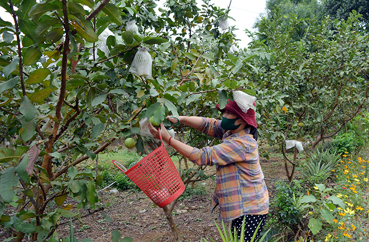 Chị Lê Thị Trang, ở thôn Nguyên Sơn, xã Cự Nẫm có thu nhập ổn định nhờ chuyên canh cây ổi Đài Loan. 