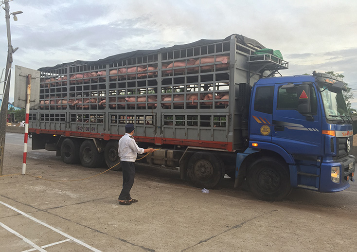 Chốt kiểm dịch động vật tạm thời phía nam phun thuốc tiêu độc, khử trùng xe chở lợn vào địa bàn Quảng Bình. 