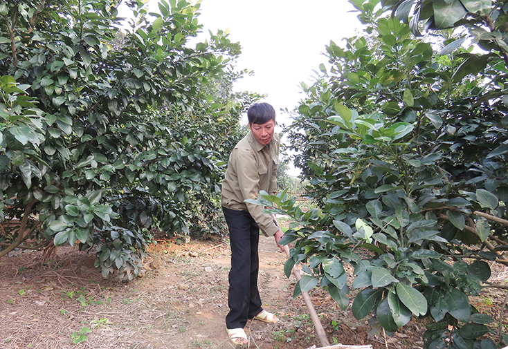 Người dân Hương Hóa phát triển vườn bưởi cho thu nhập cao. 