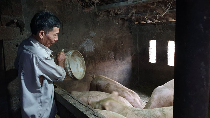 Thị xã Ba Đồn khuyến khích người dân tái đàn lợn sau dịch tả lợn Châu Phi.