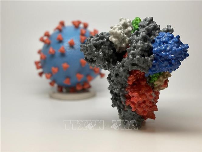  Hình ảnh 3D của virus SARS-CoV-2 (phía sau) và cấu trúc phân tử giúp SARS-2-CoV xâm nhập tế bào con người (phía trước). Ảnh: AFP/TTXVN