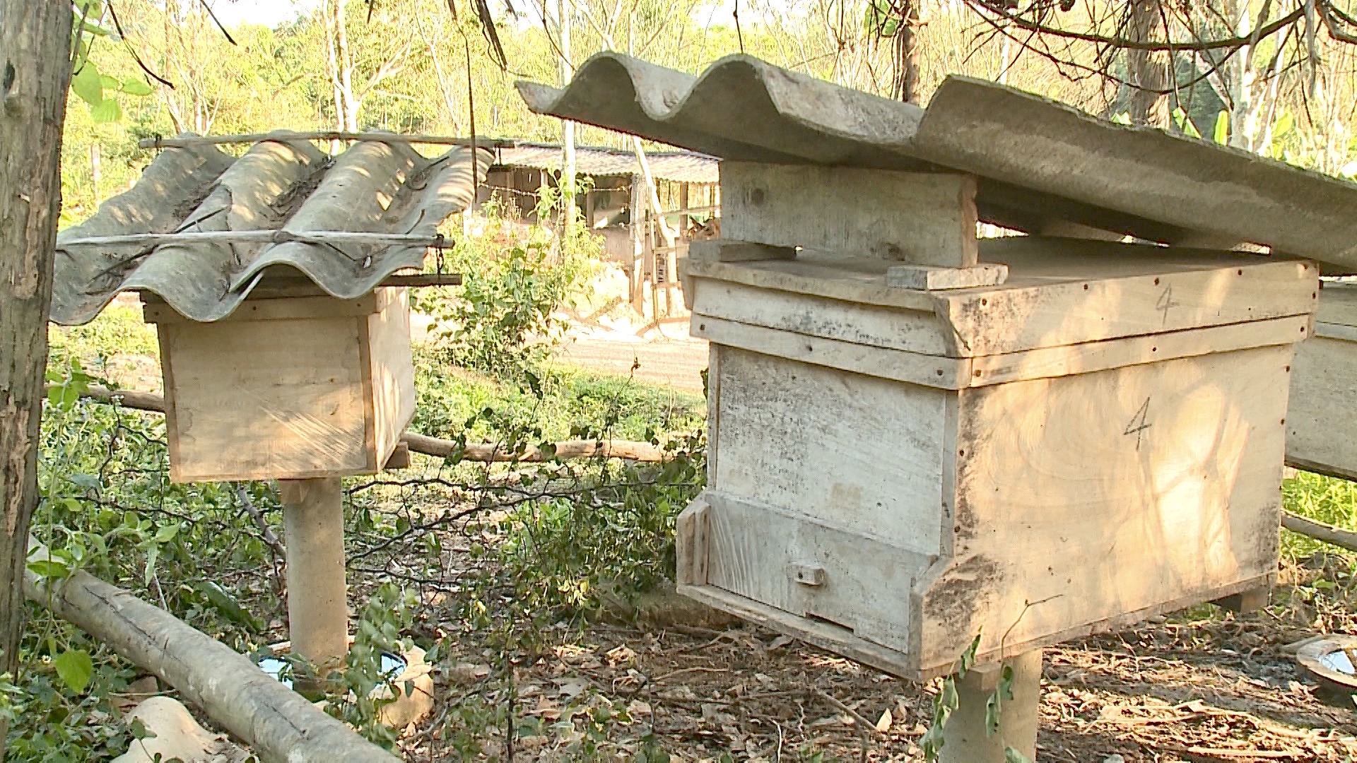Mô hình nuôi ong lấy mật ở xã Trường Xuân