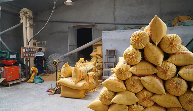 Cơ sở xay xát, đóng gói sản phẩm, một mắt xích trong chuỗi giá trị gạo Quảng Hòa 
