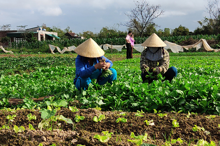 Nhiều mô hình sản xuất nông nghiệp ở Quảng Ninh phát huy hiệu quả, mang lại thu nhập ổn định cho nông dân. 