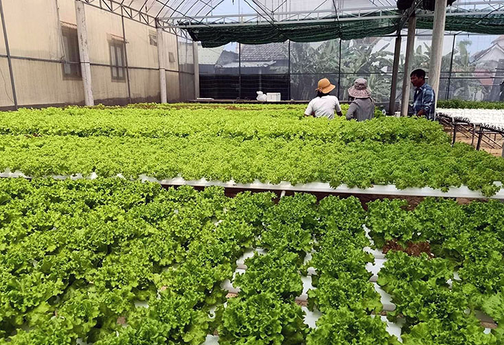 Thị xã Ba Đồn khuyến khích người dân xây dựng các mô hình ứng dụng công nghệ cao trong sản xuất nông sản sạch, an toàn. 