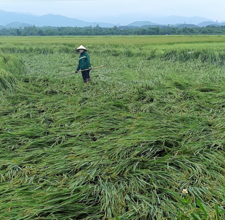 Hầu hết các địa phương trên địa bàn huyện Bố Trạch đều có diện tích lúa bị ảnh hưởng do mưa gió.