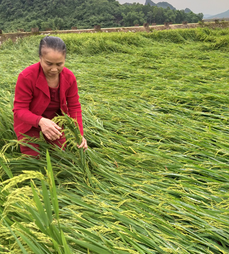 Bà con nông dân thị trấn Phong Nha xót xa trước diện tích lúa sắp thu hoạch bị đổ rạp.