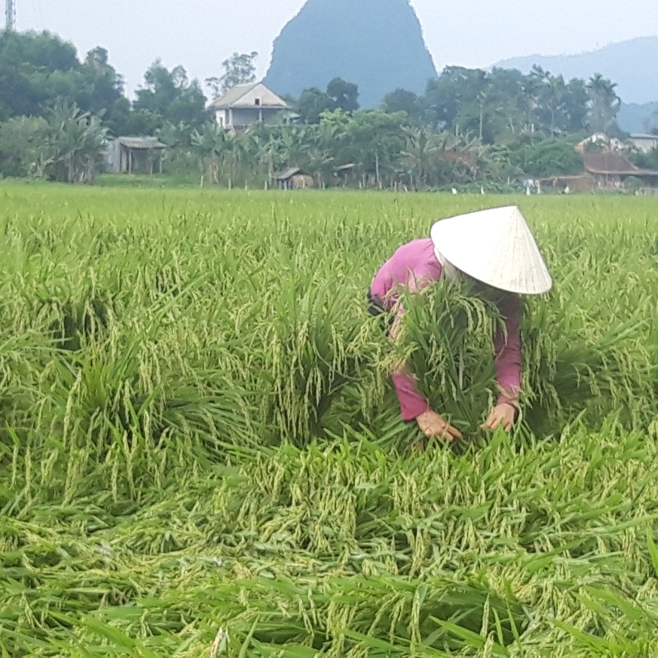 Bà con nông dân thị trấn Quy Đạt đang buộc dựng lại diện tích lúa bị đổ rạp.