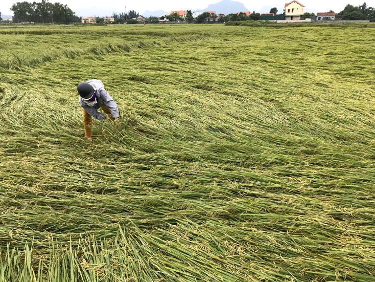 Người dân xã An Ninh, huyện Quảng Ninh buộc lại diện tích lúa bị đỗ rạp.