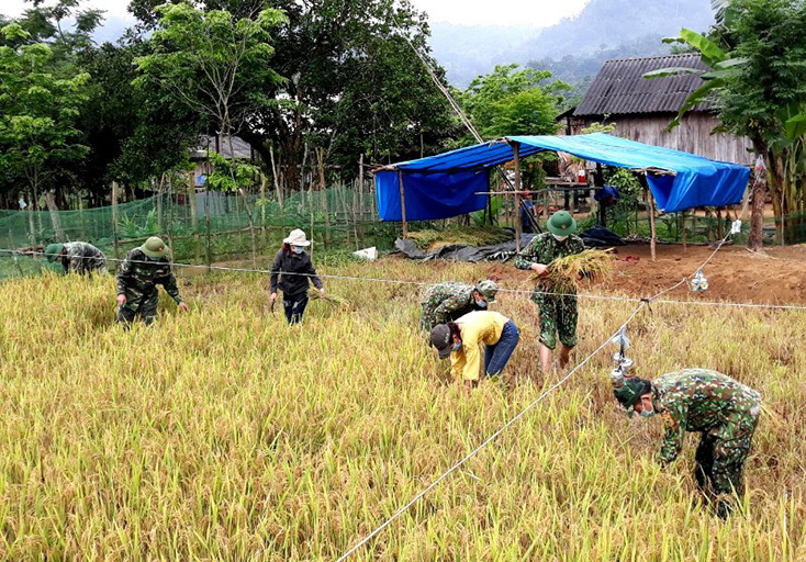 Các cán bộ, chiến sỹ Đồn Biên phòng Làng Ho vừa phòng, chống dịch Covid-19 vừa giúp bà con thu hoạch lúa. 