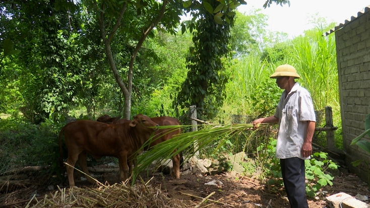  Từ phong trào giúp nhau phát triển kinh tế, nhiều CCB đã vươn lên thoát nghèo, ổn định cuộc sống.