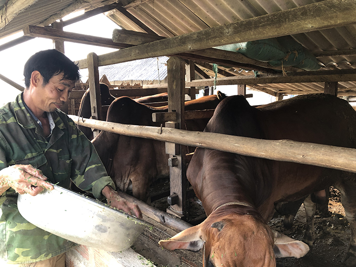 Mô hình nuôi vỗ béo bò đã giúp nhiều hộ gia đình ở Minh Hóa thoát nghèo bền vững. 