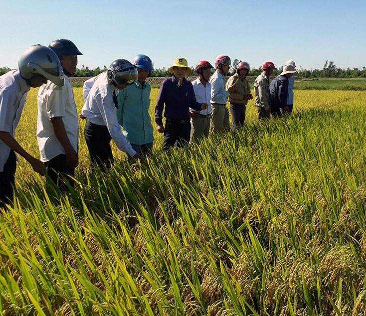 Dự ước năng suất lúa đông-xuân ở địa bàn TX. Ba Đồn đạt trên 57,5 tạ/ha.