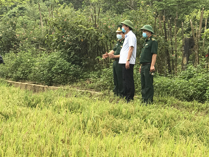 Đồng chí Phó Bí thư Thường trực Tỉnh ủy Trần Thắng kiểm tra mô hình sản xuất lúa nước Rục Làn ở bản Mò o Ồ ồ