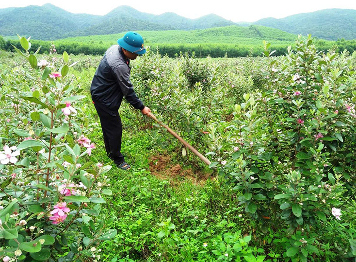 Trồng sim hái quả kết hợp du lịch sinh thái là hướng đi trong thời gian tới của người dân xã Cao Quảng. 