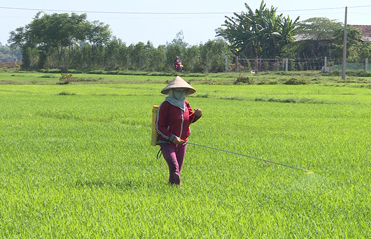Nông dân huyện Lệ Thủy phun thuốc phòng trừ bệnh đạo ôn cổ bông trên lúa 