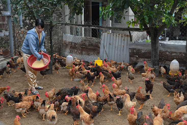 Đàn gà trên 3.000 con đem lại thu nhập hàng trăm triệu đồng mỗi năm cho gia đình chị Nguyễn Thị Hường, thôn Phú Trịch, xã Quảng Lộc. 